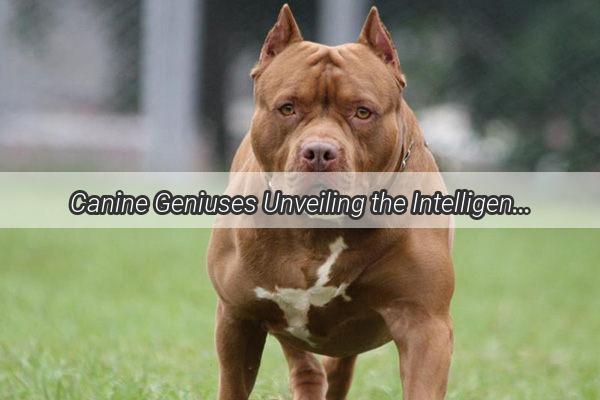 Canine Geniuses Unveiling the Intelligent Side of Our FourLegged Companions